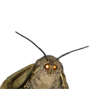 Moth Mode
